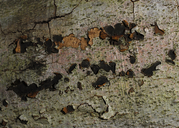 Rotbuchenrinden-kugelpilz (Biscogniauxia nummularia) - © Heinz Prelicz